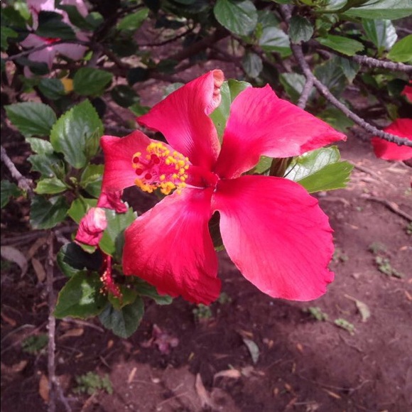 s_penelope_